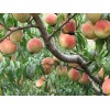 供應晚熟桃金秋晚熟紅蜜桃、桃樹苗、桃樹苗新品種