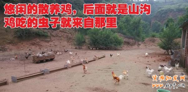 大學(xué)生村官山貨店 為民造福2