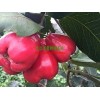 廣西也有蓮霧果啦！新品種天紅一號蓮霧果