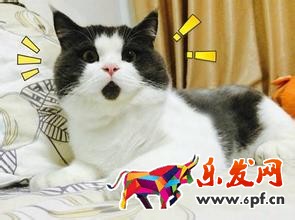 轉(zhuǎn)化率